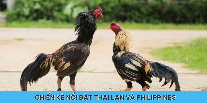 Các chiến kê nổi bật đến từ Thái Lan và Philippines