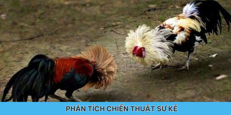 Phân tích chiến thuật của từng sư kê trong giải đá gà lần này