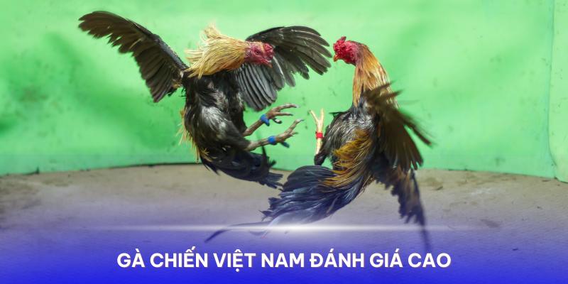 Lịch chiến kê đá gà thomo tháng 6/2024 - Gà chiến đến từ Việt Nam được đánh giá cao trên đấu trường