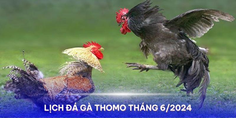 Lịch chiến kê đá gà Thomo tháng 6/2024 cập nhật đầy đủ thông tin về chiến kê và người huấn luyện 