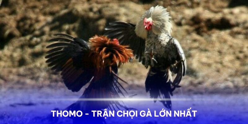 Lịch chiến kê đá gà thomo tháng 6/2024 - Thomo là nơi diễn ra những trận chọi gà lớn nhất khu vực