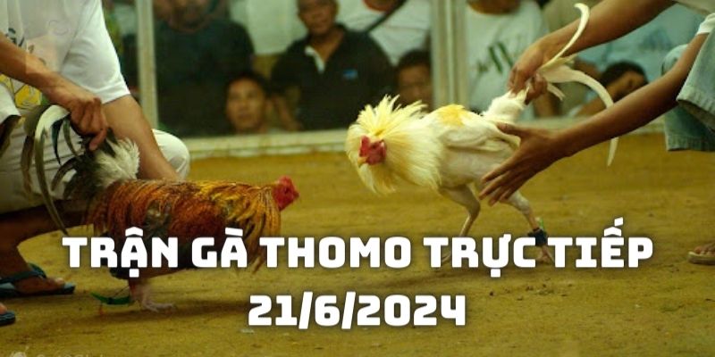 Giới thiệu về chiến kê tham dự trong Trận gà Thomo trực tiếp 21/6/2024