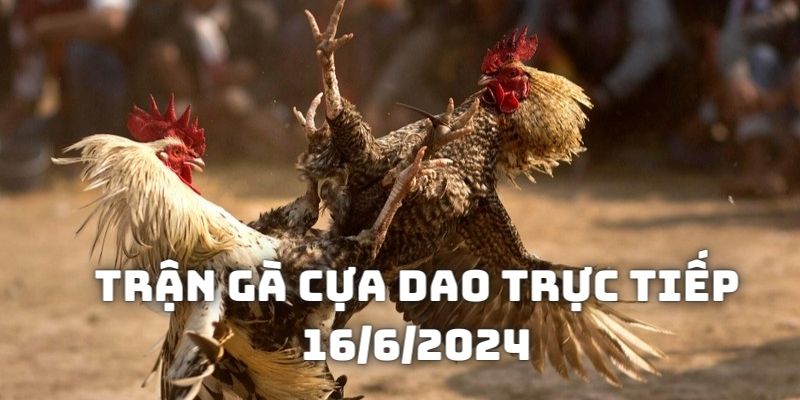 Tìm hiểu về các đối thủ trong Trận gà cựa dao trực tiếp 16/6/2024