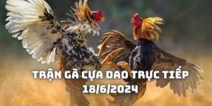 Trận gà cựa dao trực tiếp 18/6/2024 - Diễn biến đặc sắc