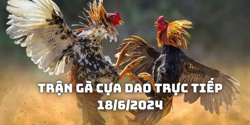 Trận gà cựa dao trực tiếp 18/6/2024 - Diễn biến đặc sắc