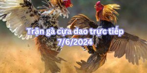 Trận gà cựa dao trực tiếp 7/6/2024 - đôi gà tranh hùng