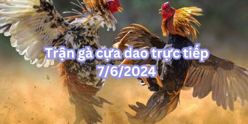 Trận gà cựa dao trực tiếp 7/6/2024 - đôi gà tranh hùng