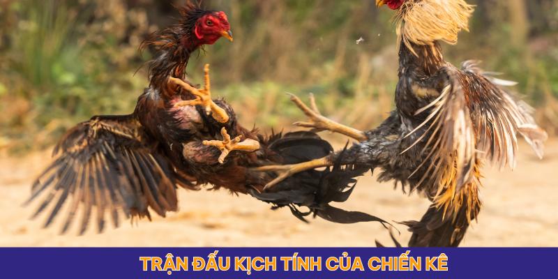 Trận gà cựa dao trực tiếp 8/6/2024 là nơi giao đấu kịch tính của các chiến kê