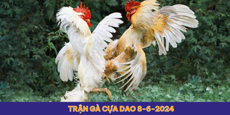 Trận gà cựa dao trực tiếp 8/6/2024 là nơi hội tụ những chiến kê mạnh mẽ