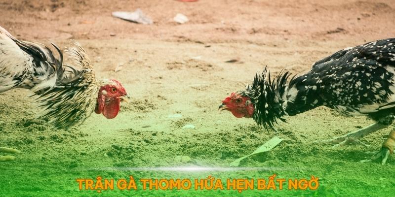 Trận gà Thomo trực tiếp 6/6/2024 hứa hẹn nhiều điều bất ngờ