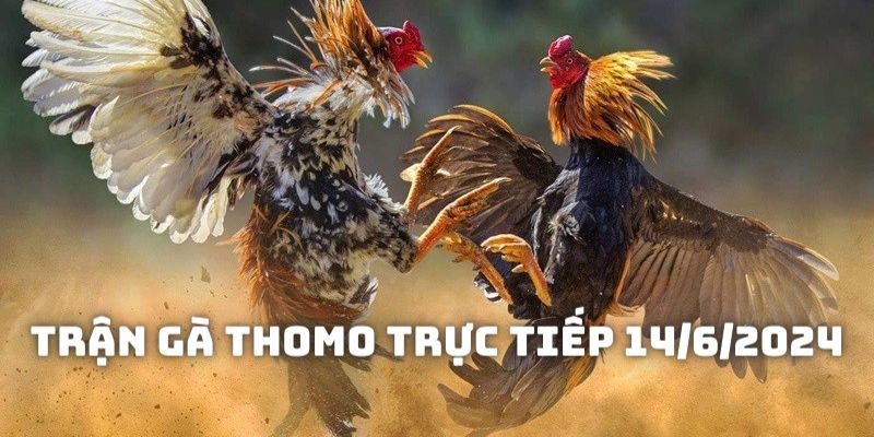 Trận gà Thomo trực tiếp 14/6/2024: Gay cấn đến phút chót