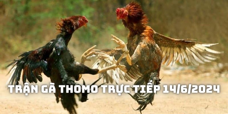 Giới thiệu đôi nét về Trận gà Thomo trực tiếp 14/6/2024