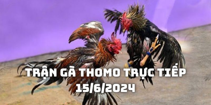 Trận gà Thomo trực tiếp 15/6/2024: Nghẹt Thở Kịch Tính