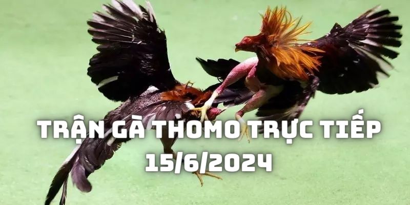 Giới thiệu đối thủ Trận gà Thomo trực tiếp 15/6/2024