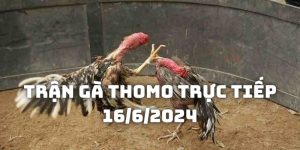 Trận gà Thomo trực tiếp 16/6/2024: Hấp dẫn đến phút cuối