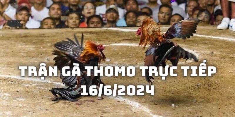 Giới thiệu chiến kê tham gia trận gà Thomo trực tiếp 16/6/2024