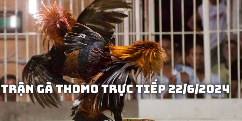 Thành phần tham gia vào Trận gà Thomo trực tiếp 22/6/2024 