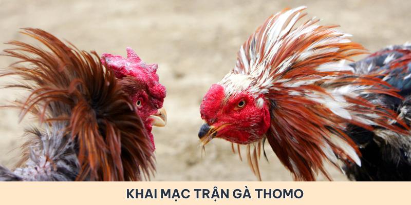 Khai mạc trận gà Thomo trực tiếp 5/6/2024