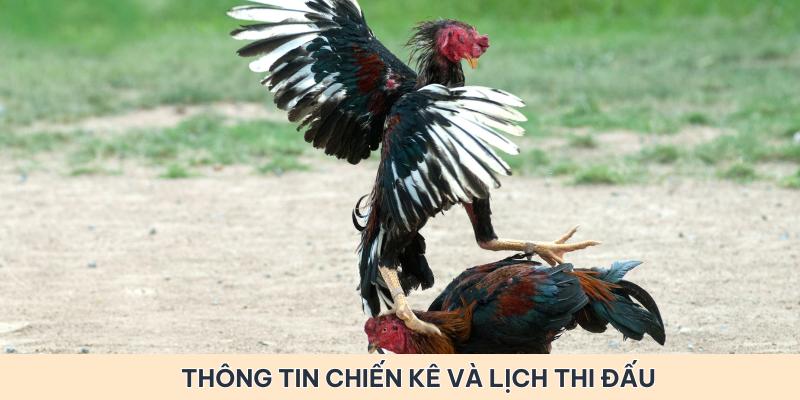 Thông tin chiến kê tham dự và lịch thi đấu chi tiết