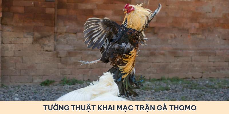 Thường thuật khai mạc trận gà Thomo trực tiếp 5/6/2024