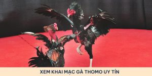 Khai mạc trận gà Thomo trực tiếp 5/6/2024 kịch tính nhất 