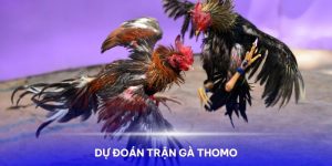 Trận gà Thomo trực tiếp 7/6/2024 - Cuộc chiến nảy lửa giữa Wala và Meron