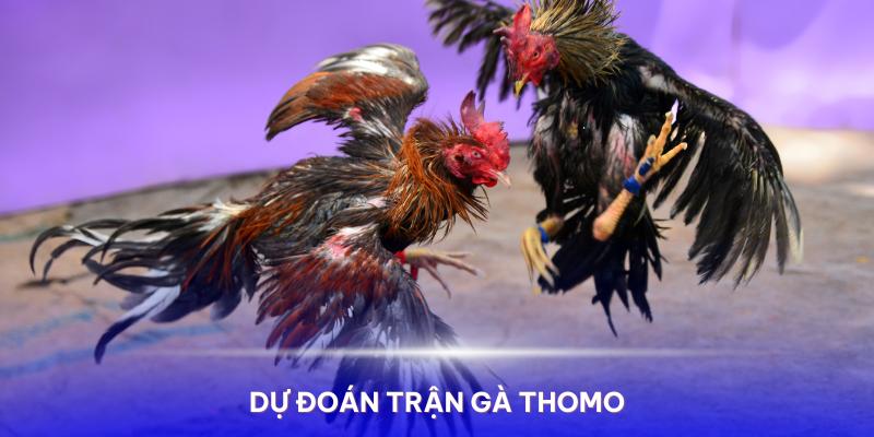 Dự đoán về Trận gà Thomo trực tiếp 7/6/2024