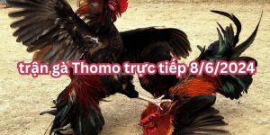 Trận gà Thomo trực tiếp 8/6/2024 - cuộc tỷ thí cực căng