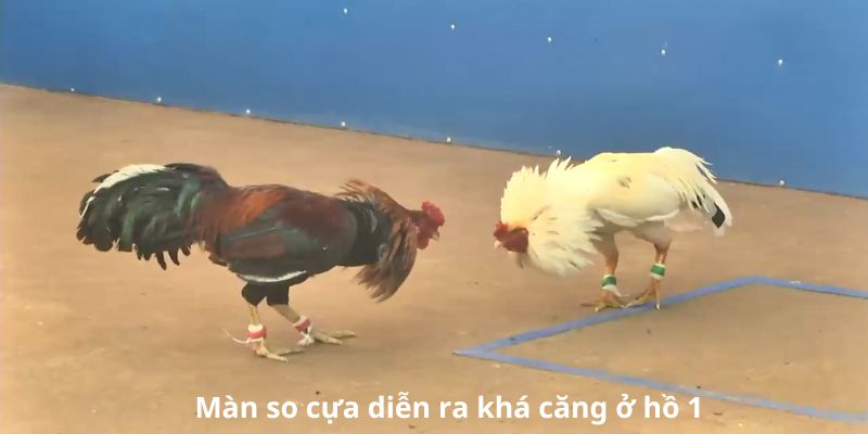 2 chiến kê so cựa khá căng ở ngay trong hiệp 1