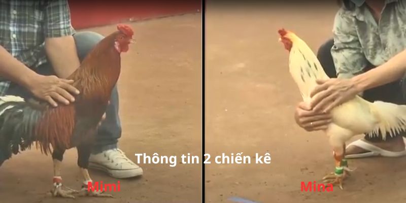 Thông tin 2 chiến kê tham gia Trận gà thomo trực tiếp 9/6/2024