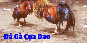 Trận gà Cựa dao trực tiếp 27/7/2024 - Tường thuật trực tiếp