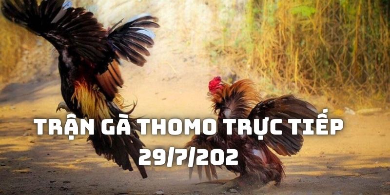 Diễn biến trận gà Thomo trực tiếp 29/7/2024