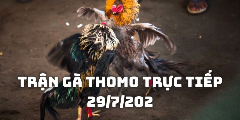 Trận gà Thomo trực tiếp 29/7/2024: Cuộc đối đầu mãn nhãn