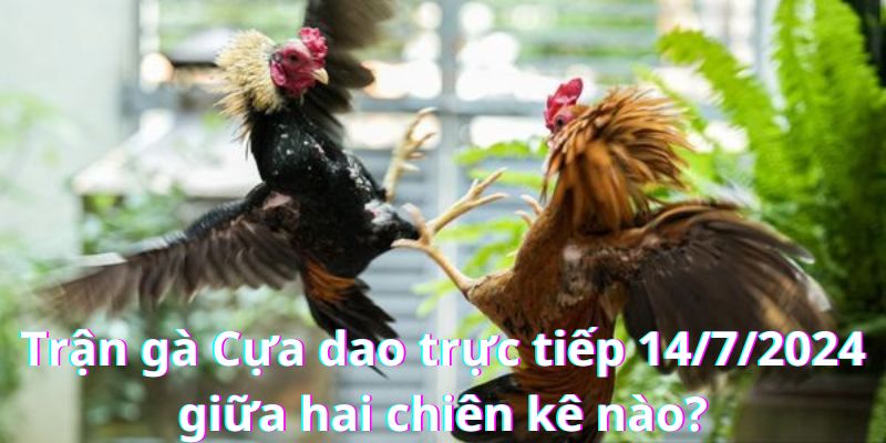 Trận gà Cựa dao trực tiếp 14/7/2024 góp mặt hai chiến kê lừng danh