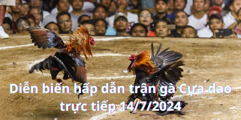 Diễn biến đầy kịch tính của trận gà Cựa dao ngày 12/7/2024 với hai chiến kê hàng đầu