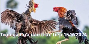 Trận gà Cựa dao trực tiếp 15/7/2024 Cruz vs Jan kịch tính