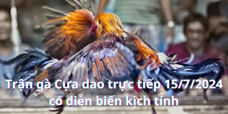 Trận gà Cựa dao trực tiếp 15/7/2024 - Nín thở từng phút với diễn biến hấp dẫn