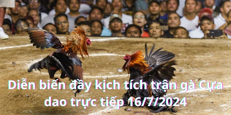 Những diễn biến siêu kịch tính trong trận gà Cựa dao trực tiếp 16/7/2024