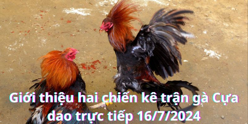 Hai chiến kê tranh tài trong trận gà ngày 16/7/2024