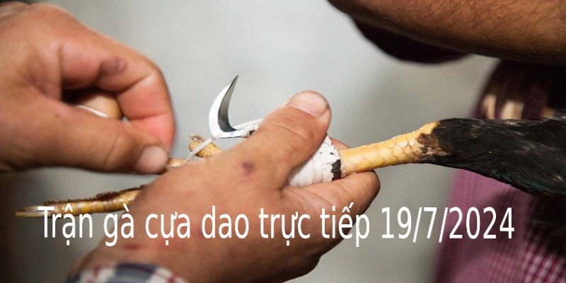 Trận gà cựa dao trực tiếp 19/7/2024 giữa Fah - Anong 