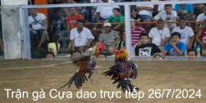 Trận gà Cựa dao trực tiếp 26/7/2024 mang giây phút kịch tính