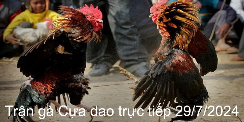 Trận gà Cựa dao trực tiếp 29/7/2024 sôi động và kịch tính