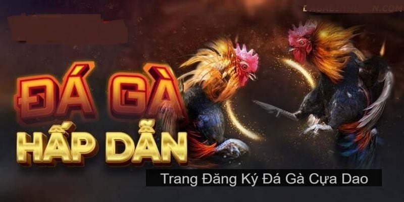 Địa chỉ theo dõi đá gà cựa dao