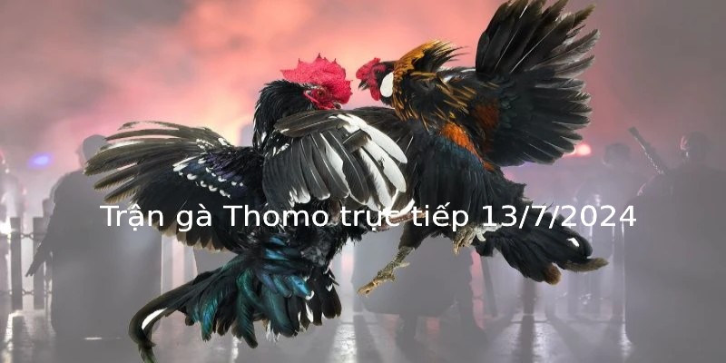 Trận gà Thomo trực tiếp 13/7/2024 và tóm tắt diễn biến