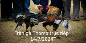 Trận gà Thomo trực tiếp 14/7/2024 và diễn biến chi tiết