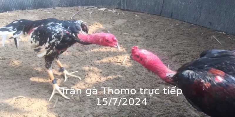 Trận gà Thomo trực tiếp 15/7/2024 và thông tin mới nhất