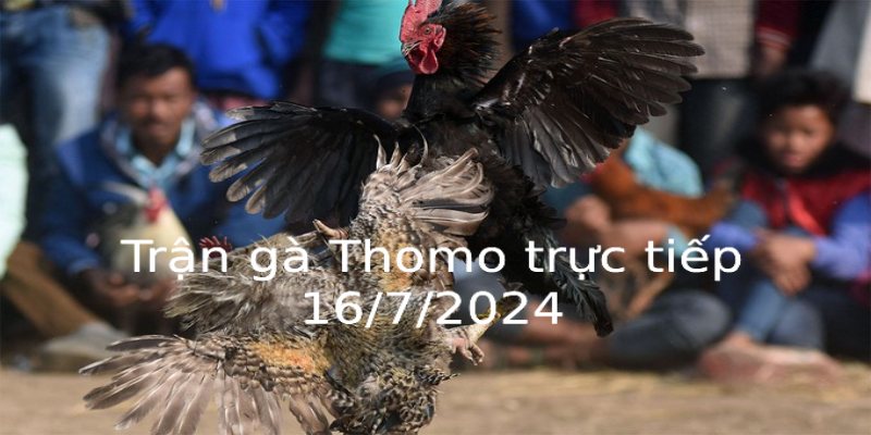 Trận gà Thomo trực tiếp 16/7/2024 và diễn biến chi tiết