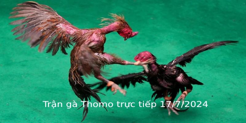 Trận gà Thomo trực tiếp 18/7/2024 - Katun và Xali đối đầu