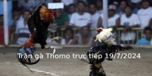 Trận gà Thomo trực tiếp 19/7/2024 giữa Elsa - Katun