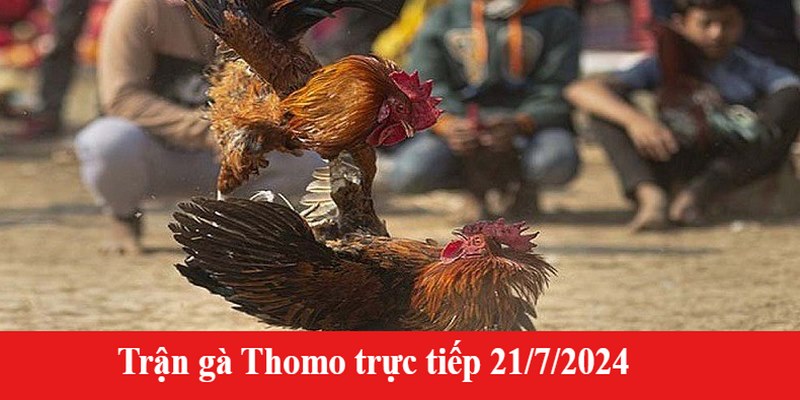 Trận Gà Thomo Trực Tiếp 21/7/2024 Nảy Lửa Với Đòn Đá Đẹp Mắt